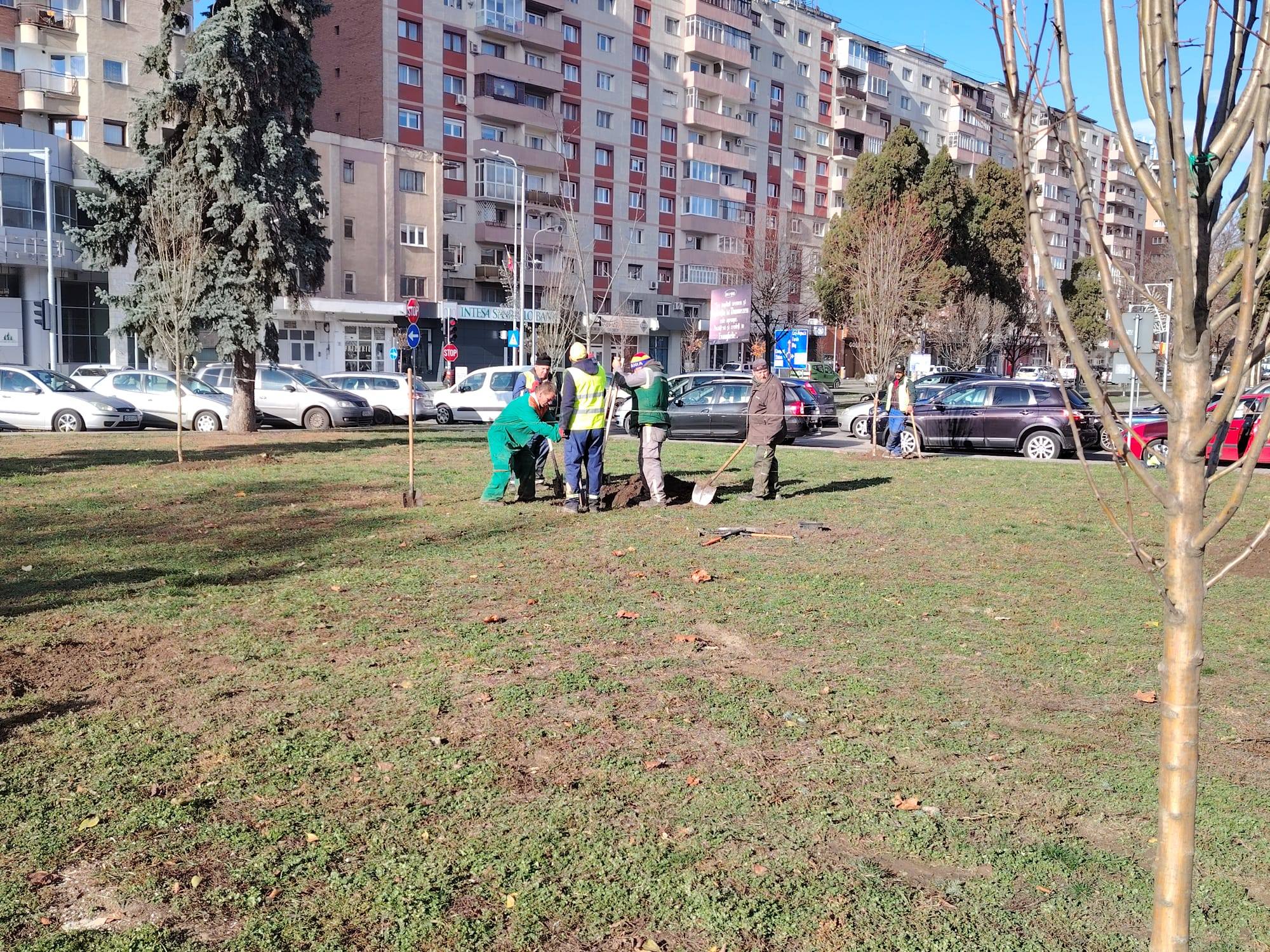 Continuă plantările de copaci în Alba Iulia. Precizări din partea reprezentanților Primăriei