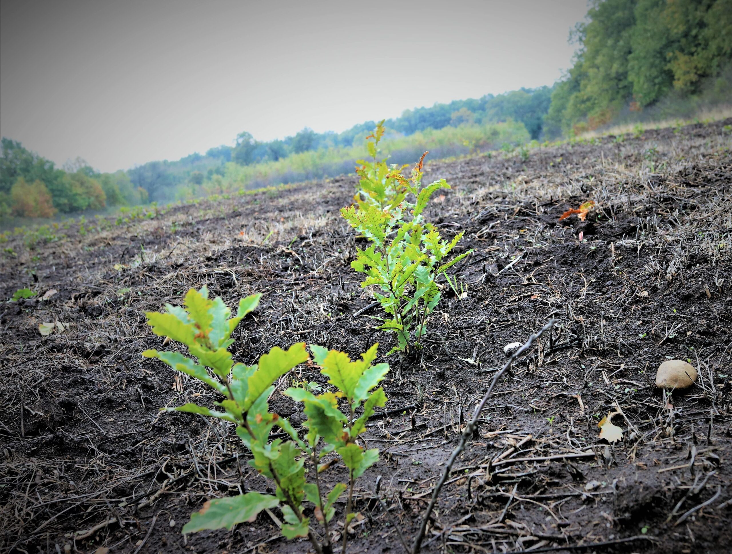 25 de milioane de puieți vor fi plantați de Romsilva în campaniile de împăduriri din 2026